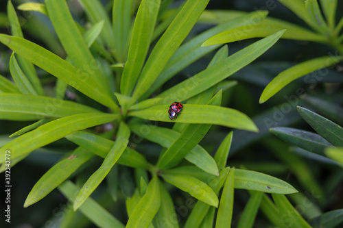 A beautiful ladybug walking through the leaves of the garden.