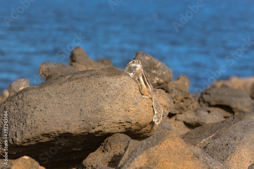 Cute little African ground squirrel on a background of stones in Fuerteventura, Spain © martinscphoto