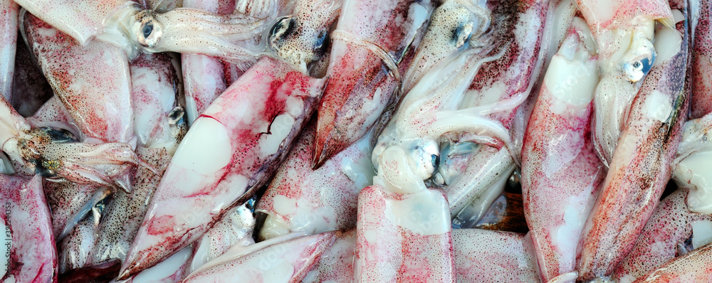 Squids in the seafood market. Background. Wide photo. Squids in the seafood market. Background. Wide photo.