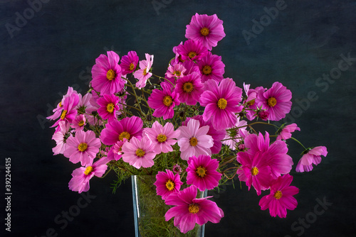 A bouquet of vivid pink Comos flowers on dark background photo