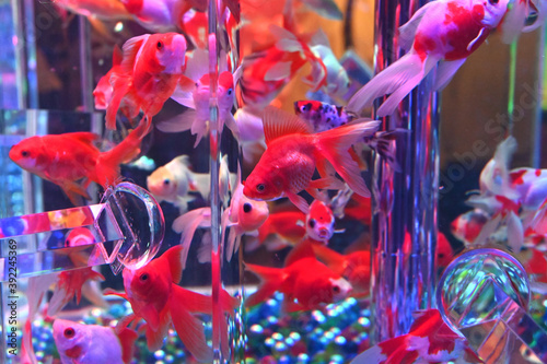 アクリルの水槽の中で泳ぐ日本の美しい金魚達