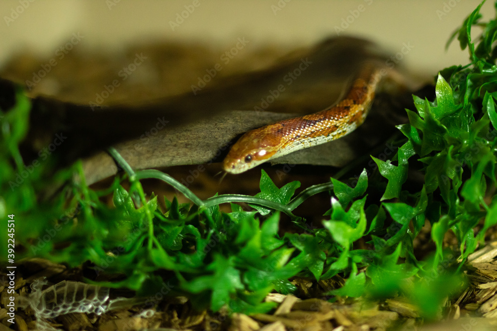 Fototapeta premium Small snake on branch over leaves