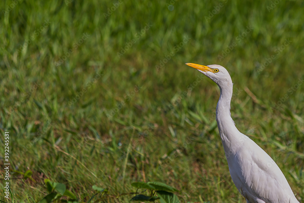 The western cattle egret (white egyptian heron, Bubulcus ibis) is a species of heron (family Ardeidae) found in the tropics, subtropics and warm temperate zones. It is a white bird with buff plumes. The western cattle egret (white egyptian heron, Bubulcus ibis) is a species of heron (family Ardeidae) found in the tropics, subtropics and warm temperate zones. It is a white bird with buff plumes.