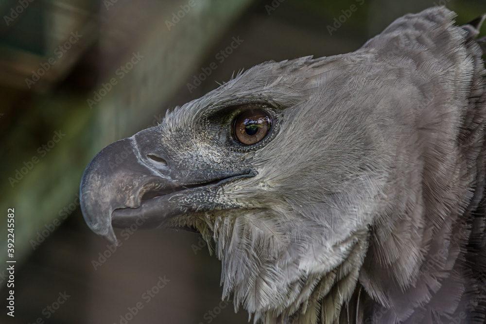 Fotografia do Stock: The harpy eagle (American harpy eagle, Harpia ...