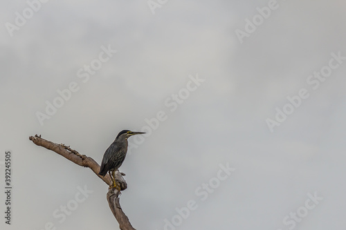 Little striated heron (Butorides striata) sits on a long dry branch against the background of the sky. Striated, mangrove, little or green-backed heron is a small heron, about 44 cm tall.