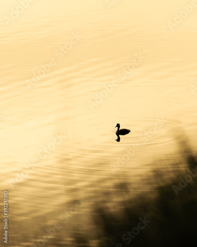 Great crested grebe swimming on a golden like while sunrise, reflecting in the water