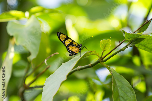 beautiful butterfly on a leaf photo