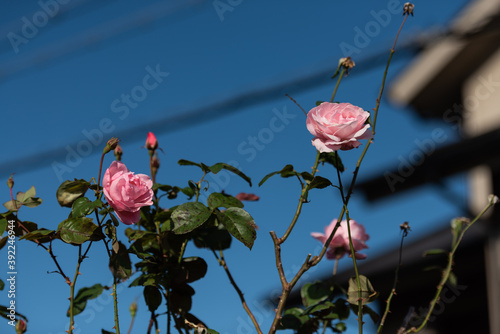 青空に薔薇