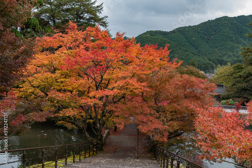 紅葉のトンネル