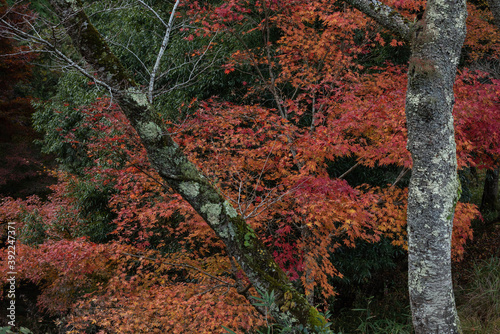 紅葉