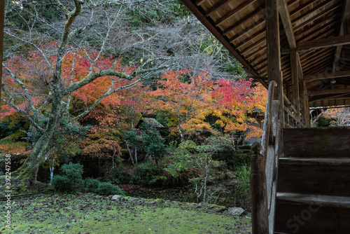 錦色の紅葉