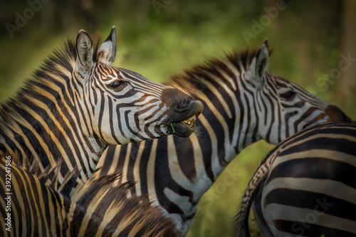 Fototapeta Naklejka Na Ścianę i Meble -  Herd of plains zebra, equus quagga, equus burchellii, common zebra, Lake Mburo National Park, Uganda.	