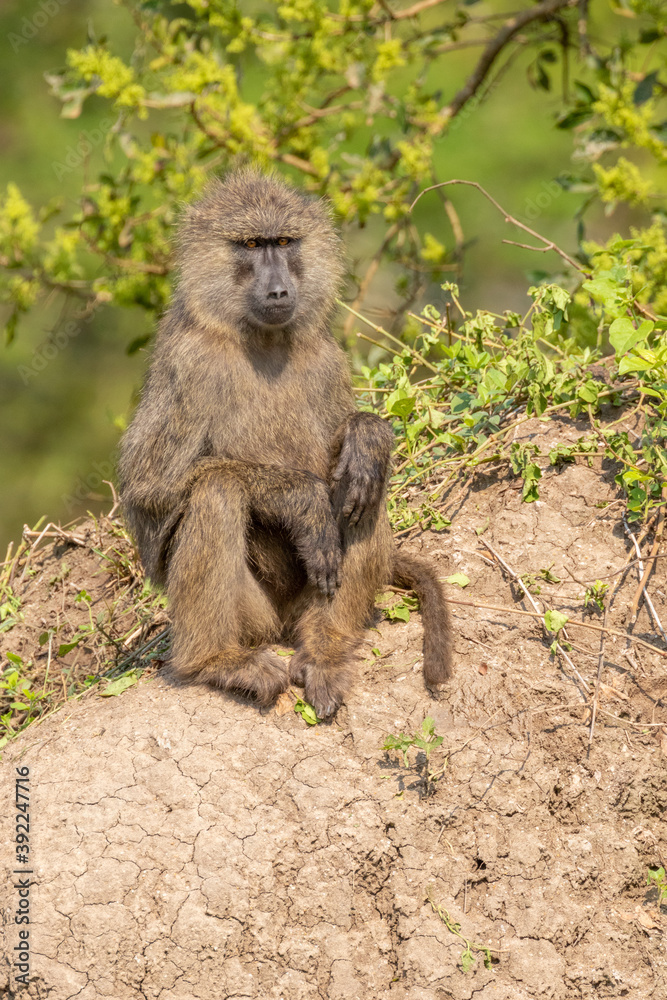 Chacma baboon ( Papio ursinus) looking alert, Lake Mburo National Park, Uganda.