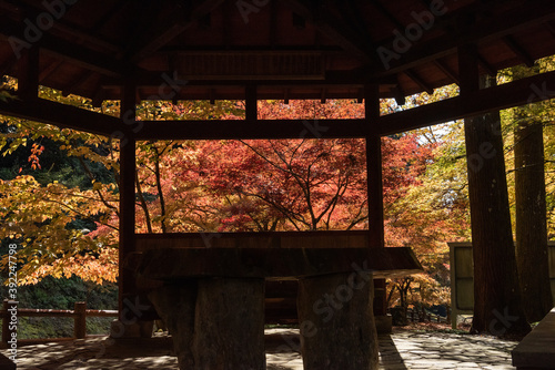 額縁の中の紅葉
