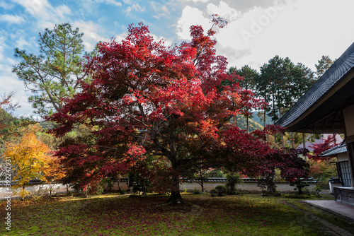 紅葉の大木