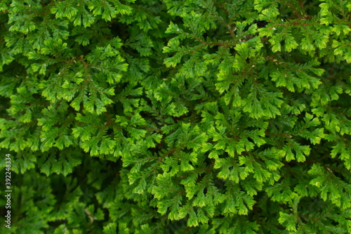 green leaves background