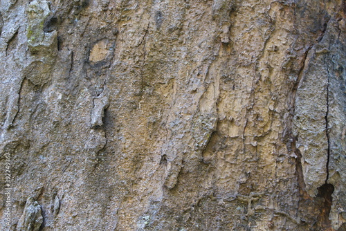 The surface of the tree. Tree bark. Background and texture.