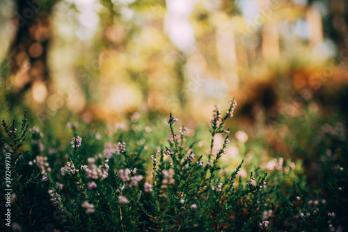 autumn leaves in the grass
