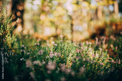 grass in autumn