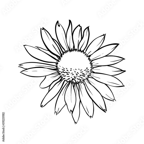 Chamomile flower isolated. Hand drawn vector illustration.