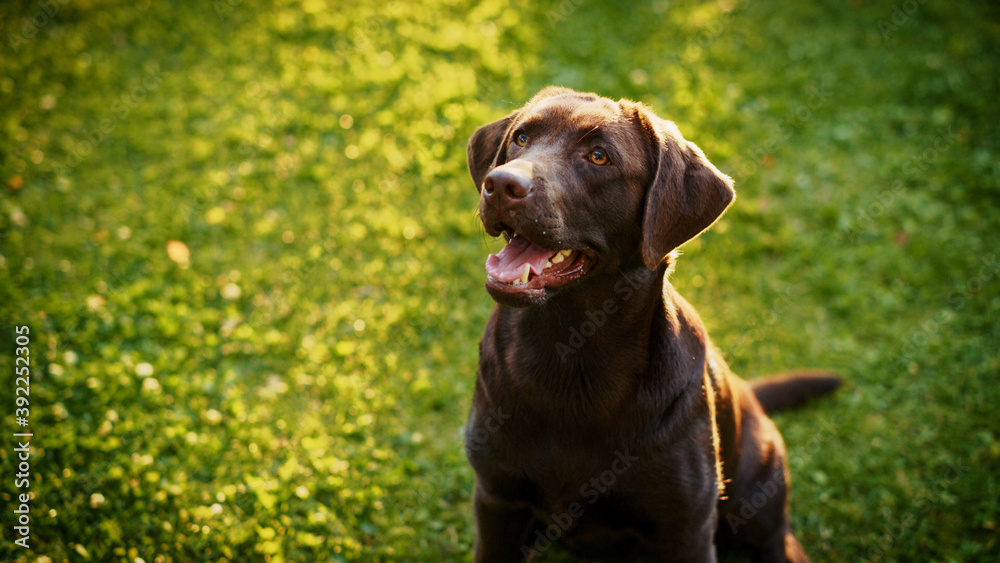 Handsome Nobel Pedigree Brown Labrador Retriever Dog Looks at Camera, Having Fun Outdoors on the Green Lawn. Portrait Shot of a Happy Young Puppy on a Sunny Day Outdoors