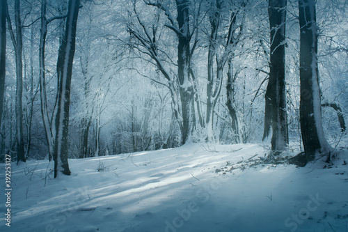 cold winter woods landscape with frozen trees © andreiuc88