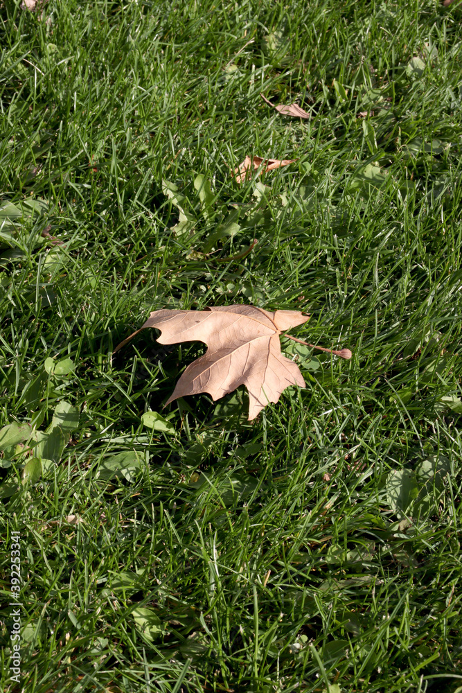 autumn leaves on the ground autumn leaves on the ground