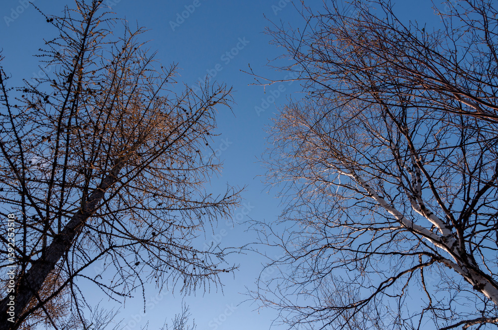 Birch and fir naked branches on the background of deep blue sky. Early spring in the sundown lights Birch and fir naked branches on the background of deep blue sky. Early spring in the sundown lights
