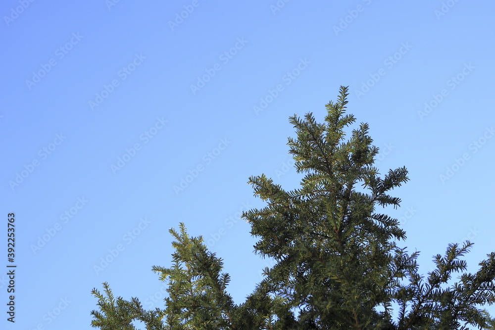 pine tree leaves and blue sky ( 4215 )