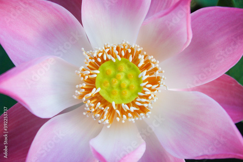 Pink lotus closeup beautiful color