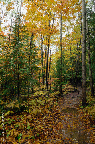 Path in the woods leading to the top of Cup And Saucer Trail on Manitoulin Island © Pernelle Voyage