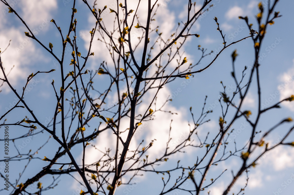 Birch and fir naked branches on the background of deep blue sky. Early spring in the sundown lights Birch and fir naked branches on the background of deep blue sky. Early spring in the sundown lights