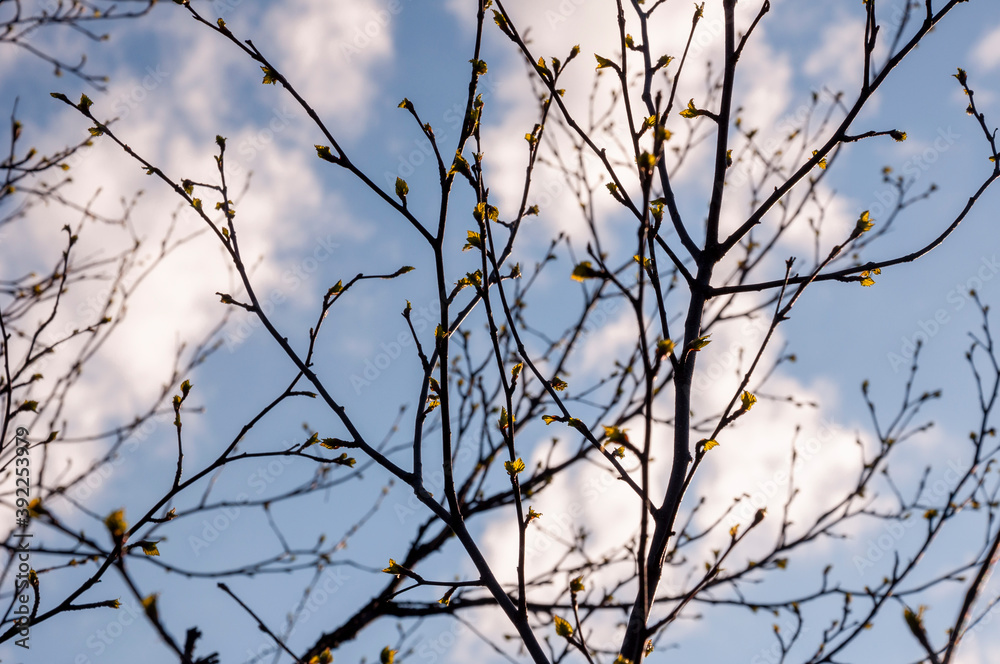 Birch and fir naked branches on the background of deep blue sky. Early spring in the sundown lights Birch and fir naked branches on the background of deep blue sky. Early spring in the sundown lights