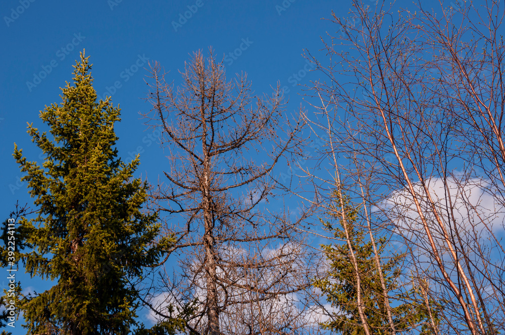 Birch and fir naked branches on the background of deep blue sky. Early spring in the sundown lights Birch and fir naked branches on the background of deep blue sky. Early spring in the sundown lights