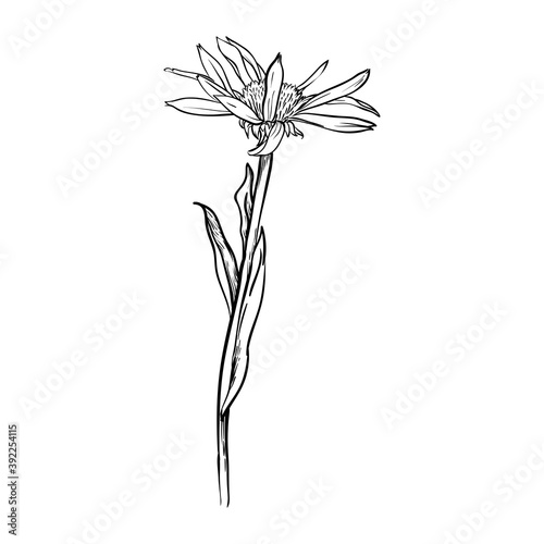 Chamomile flower isolated. Hand drawn vector illustration.