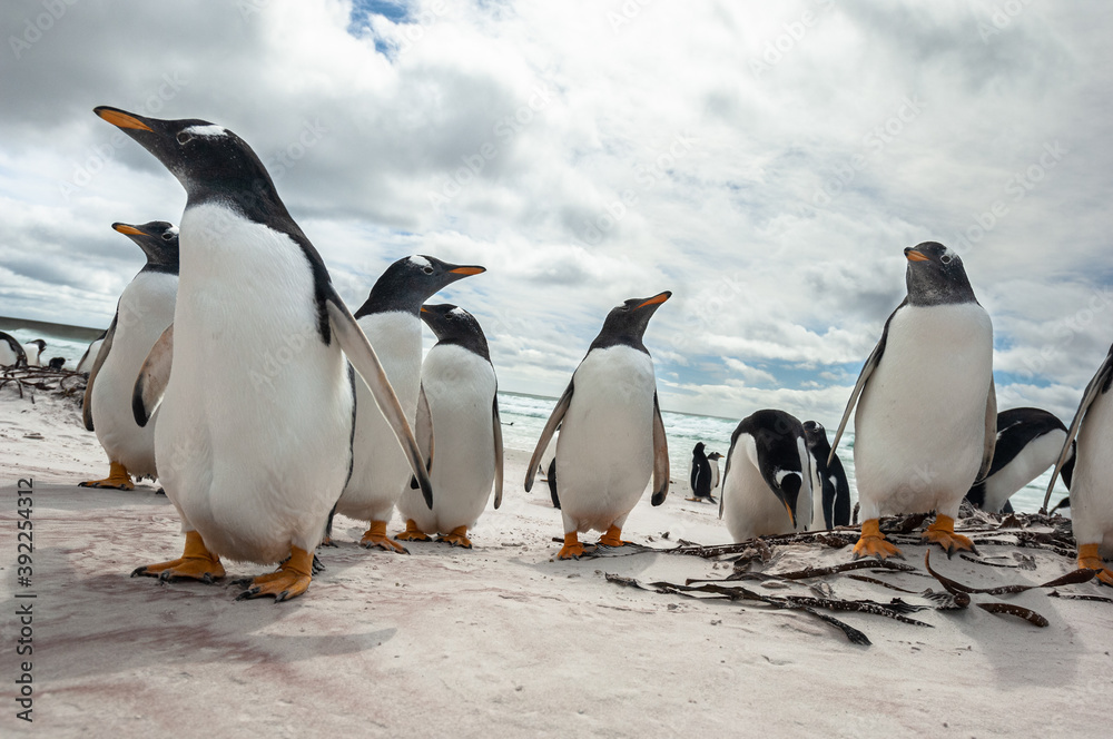 Fototapeta premium Gentoo Penguins on the Beach at Volunteer Point, Falkland Islands