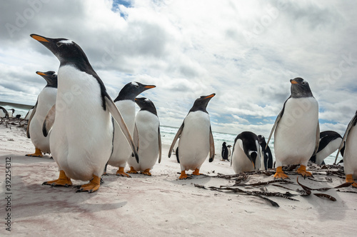 Gentoo Penguins on the Beach at Volunteer Point  Falkland Islands