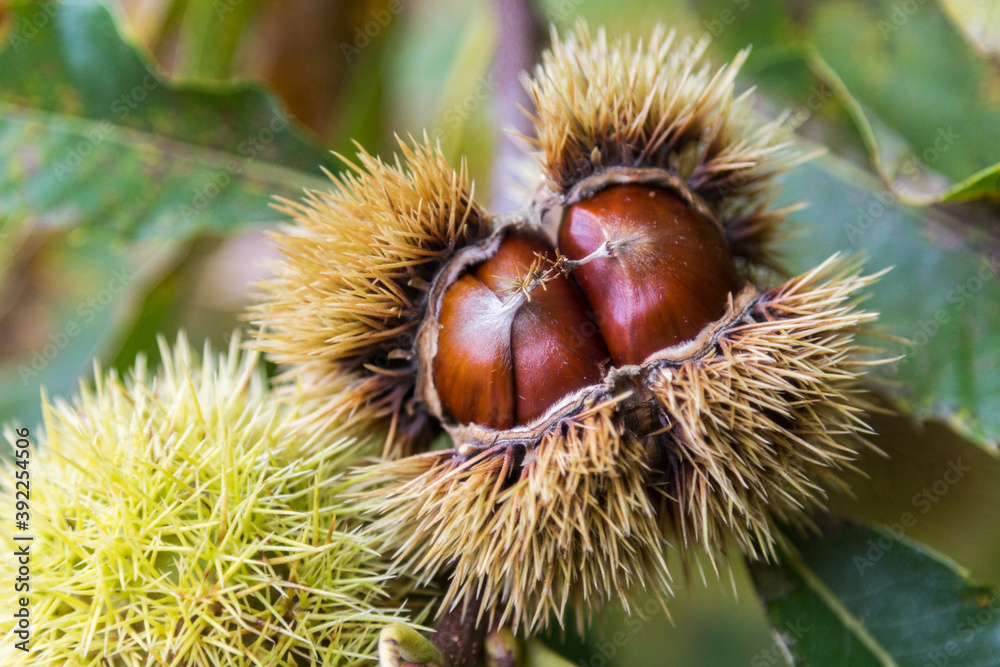Edible chestnut opening on chestnut tree in autumn season - close up Edible chestnut opening on chestnut tree in autumn season - close up