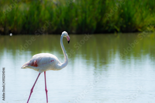 Flamingo walking in the lake at Parc Ornithologique du Pont de Gau  Saintes-Maries-de-la-Mer  France 