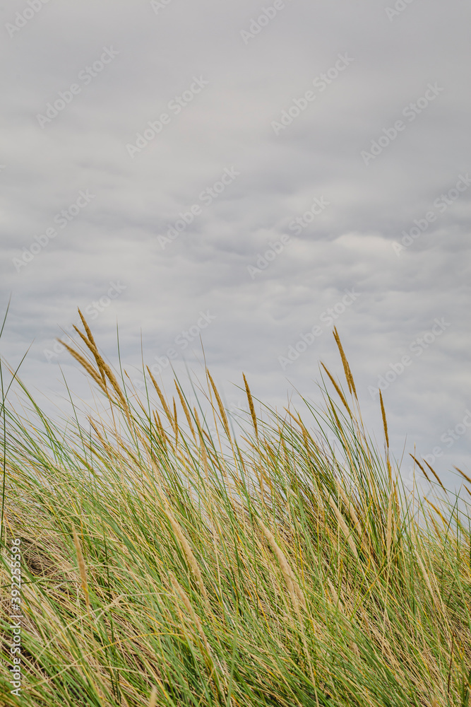 Vertical background with sand dunes, beach and beach grass alog the North Sea coast of he Netherlands