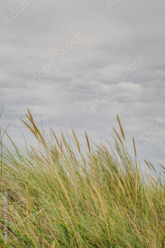 Vertical background with sand dunes  beach and beach grass alog the North Sea coast of he Netherlands
