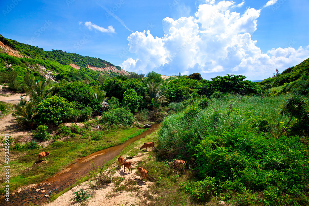 Southern vietnam. A herd of cows graze among the green hills by the river, on a clear Sunny day. Natural scenery.