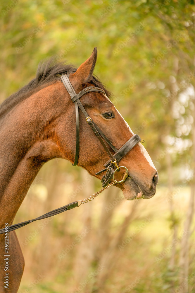 A brown horse head, in side view, in the autumn evening sun A brown horse head, in side view, in the autumn evening sun