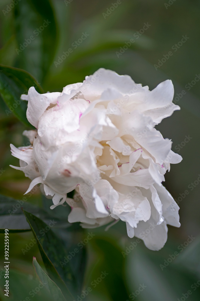 garden peony in spring garden peony in spring