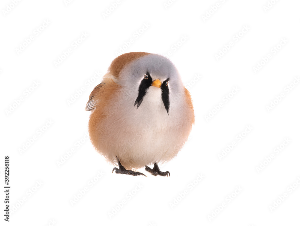  male beraded tit  (panurus biarmicus), isolated on white background.