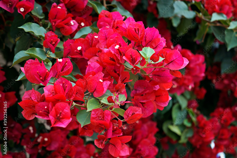 Red bougainvillea flowers (Bougainvillea glabra), Tiradentes, Brazil Red bougainvillea flowers (Bougainvillea glabra), Tiradentes, Brazil