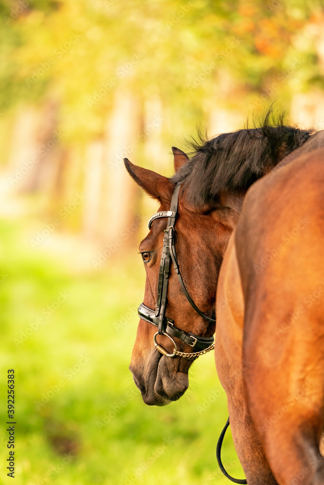 Obraz premium A brown horse head, seen from the back, in the autumn evening sun