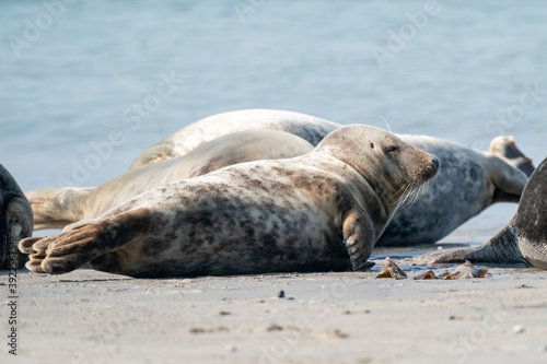 Wild Grey lazy seal colony on the beach at Dune, Germany. Group with various shapes and sizes of gray seal