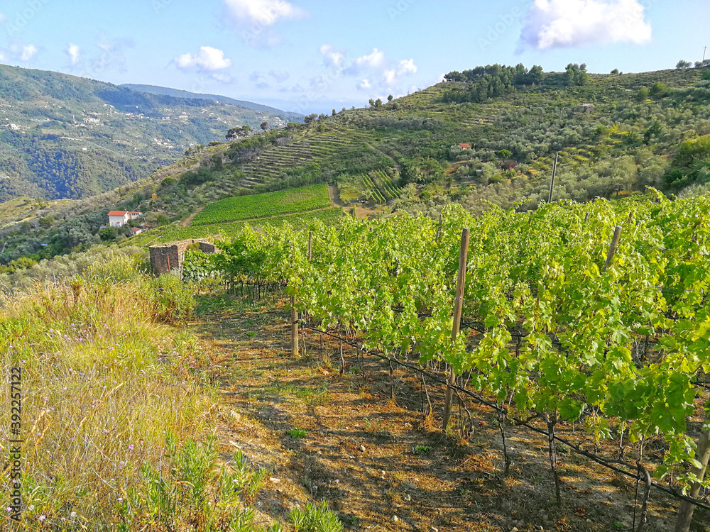 Vineyards of Rossese grapes in Liguria Italy