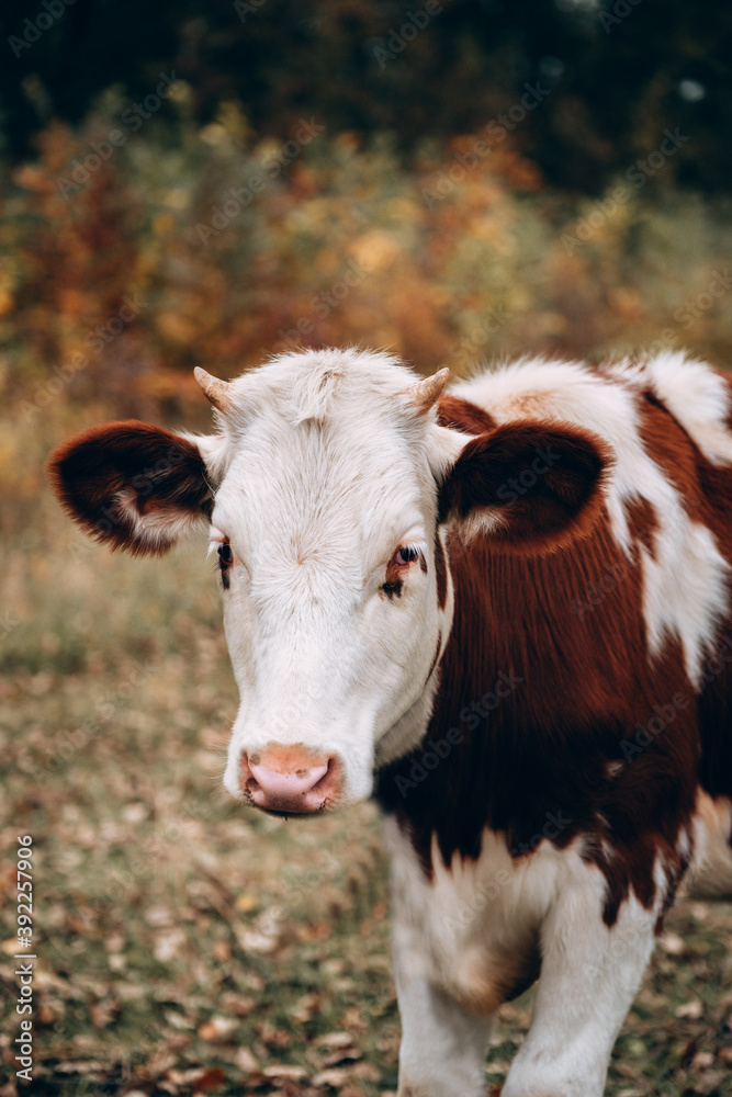 A white cow with red spots with small horns and a pink nose. Muzzle of a young thoroughbred bull from the farm. Large vertical portrait of a young cow. A white cow with red spots with small horns and a pink nose. Muzzle of a young thoroughbred bull from the farm. Large vertical portrait of a young cow.